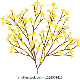 Spring yellow flower forsythia illustration