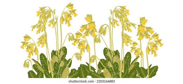 prinrosa amarillo primaveral , flores de campo, vectores dibujando plantas silvestres de fondo blanco, pradera florida , ilustración botánica dibujada a mano