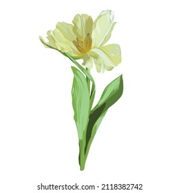 Spring yellow tulip isolated on white background.