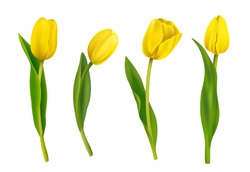 Spring Yellow Tulips Isolated On White Background. Vector Illustration