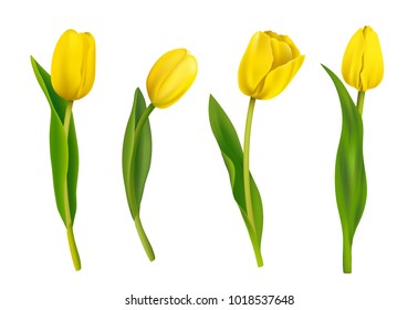 Spring yellow tulips isolated on white background. Vector illustration