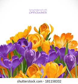 Spring yellow and violet crocuses background