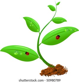 Spring young plant growing from soil with two ladybugs and droplets. Vector illustration