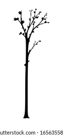 Spring young tree with budding leaves and buds, silhouette. Isolated black vector illustration on white background
