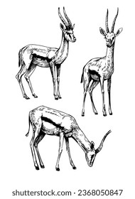 Springbok antelope. Hand drawn vector sketch illustration. black outline shape on transparent background