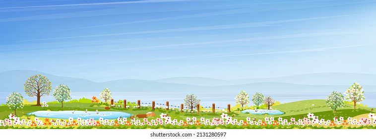 Springtime with blue sky and green meadow on hills,Vector cartoon banner of rural Spring, Summer village by the lake,Panoramic countryside landscape of farmland with family ducks swimming on the pond.