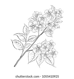 Springtime bouquet with contour of blooming cherry on white backgroud. Spring background with cute flowers. Vector illustration.