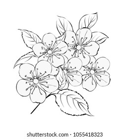 Springtime bouquet with contour of blooming cherry on white backgroud. Spring background with cute flowers. Vector illustration.