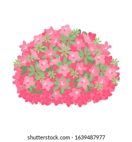 Springtime Flowering Shrub In Full Bloom Of Beautiful Pink Azalea Flowers Or Rhododendron Isolated On White Background.  Great For Wedding Or Valentine's Day Card, Invitation.