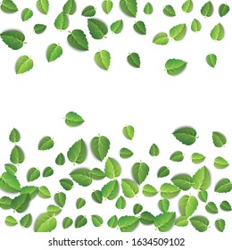 Springtime green leaves horizontal frame on white background. Spring leaf pattern on isolated backdrop. Fall fresh leaves plant. Vector illustration
