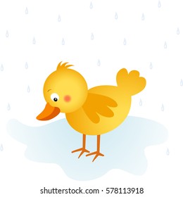 Springtime rain chick