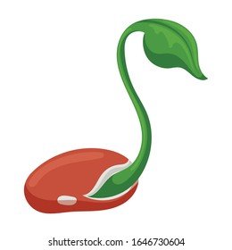 Icono de vector de frijoles.Icono vectorial de caricatura aislado en el brote de fondo blanco de judías.