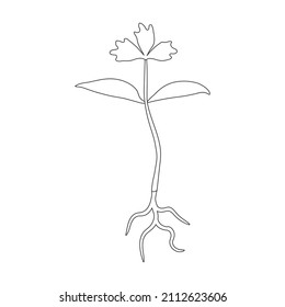 Sprout celery vector icon.Outline vector icon isolated on white background piece celery.