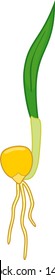 Sprout of Corn (maize) plant with green leaf, yellow seed and root isolated on white background