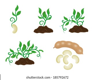 Sprout in different stages