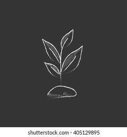 Sprout. Drawn in chalk icon.