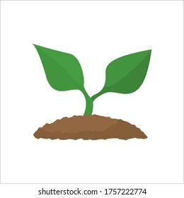 Sprout flache Illustration. Pflanzenskeits-Vektorsymbol.