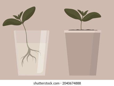Un brote en un vaso. Un brote en una olla.
