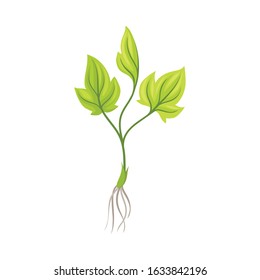 Sprout of Grape Plant with Weak Roots Isolated on White Background Vector Element