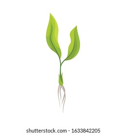 Sprout of Grape Plant with Weak Roots Isolated on White Background Vector Element