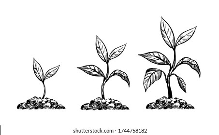 Sprout in the ground. growth stages. Vector outline