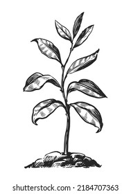 Sprout in ground sketch. Leafy plant or young tree growing from the soil isolated. Nature concept vector illustration