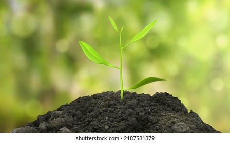 Sprout grow in soil pile on green nature background with defocused effect. Gardening, ecology protection and environment realistic 3d vector concept. Small plant seedling growing, new life, spring