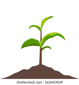 Sprout growing in soil. Small sprout with green leaves. Symbol of development, organic agriculture, natural products. Vector gardening plant, symbol of ecology.Flat vector illustration.