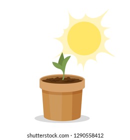 Sprout growing under the sun. Grow plant in the pot. Garden and agriculture. Isolated flat vector illustration