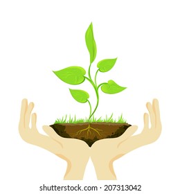 sprout in hands isolated. vector illustration
