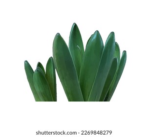 Sprout leaves isolate. Hyacinth realistic vector illustration.