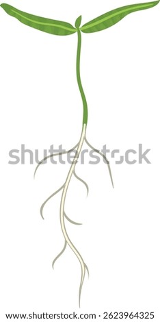Sprout of maple tree (Acer platanoides) with root isolated on white background	