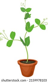 Sprout of pea plant with green leaves in flower pot isolated on white background