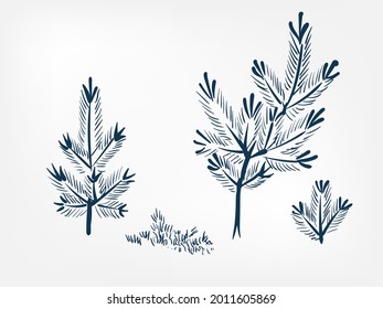 sprout pine set vector ink illustration sketch japanese chinese style line art design view