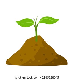 Sprout of plant in ground. Green leaves of young seedlings in soil.