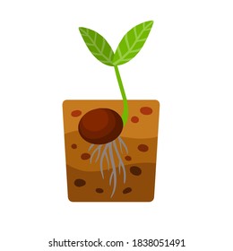 Sprout of plant. Small green leaves. Sprouted seed. Farm and gardening. Planting of crop in ground. Layer of brown earth and soil.