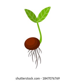 Sprout of plant. Small green leaves. Sprouted seed. Farm and gardening. Planting of crop. Start of tree growth. Flat cartoon illustration. Element of nature and flora