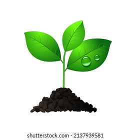 Sprout plant in soil with two leaves. Seedling realistic sign. Vector illustration isolated on white background