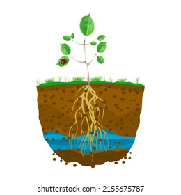 Sprout With Root System In Soil Isolated On White Background. Young Green Plant With Roots. Dirt Layers, Water And Root. Cross Section Ground Slice. Underground Layers Of Earth And Groundwater. Vector