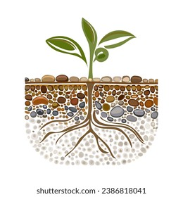 Sprout with root system in soil isolated on white background. Young green plant with roots. Dirt layers, stone and root. Cross section ground slice. Underground layers of earth and groundwater. Vector