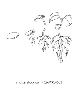 sapling drawing