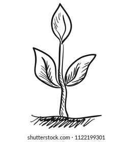Sprout. Sketch. Vector illustration