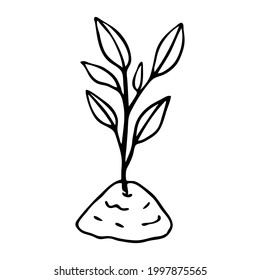 Sprout in the soil vector hand-drawn illustration. Doodle Garden Plants Seedlings, Contour image