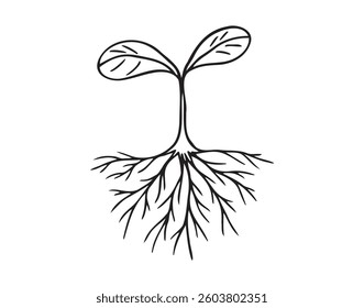 Sprout with two leaves and root. Small plant growing doodle hand drawn icon. Outline drawing sprout with two leaves and roots line clipart symbol. Vector illustration