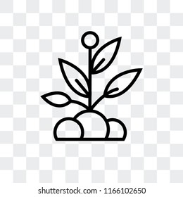 Sprout vector icon isolated on transparent background, Sprout logo concept