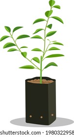 Sprout young seedling in black bag.Lime tree seedling vector isolated white background.Plant little Lemon tree.Asia lime in Plastic Plants.