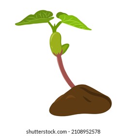 Sprouted beans isolated on white background, flat vector illustration