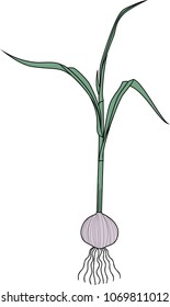 Sprouted bulb of garlic with green leaves