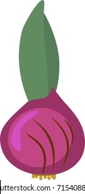 Sprouted bulb of hyacinth
