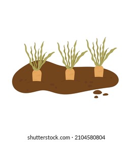 Sprouted carrots in the ground. Planting process. Home gardening, horticulture care for the environment concept. Vector illustration in cartoon style. Isolated on white background.